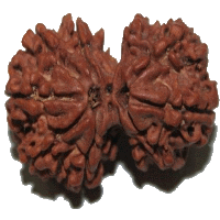 gauri shankar Rudraksha